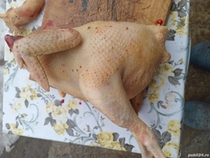 Vand gaini si curci crescute natural - imagine 2