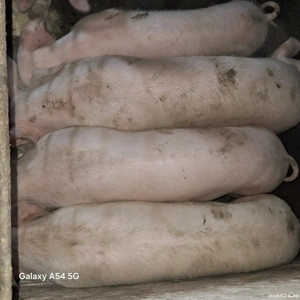 De vânzare soldani pic 