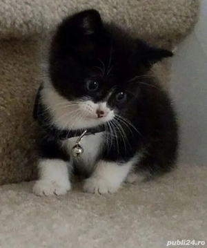 Siberiană de Pădure puiuți 