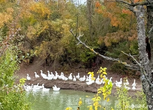 Vand gaste de casa - imagine 2