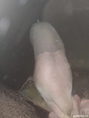 Vând porci între 130 și 250 kg - imagine 2