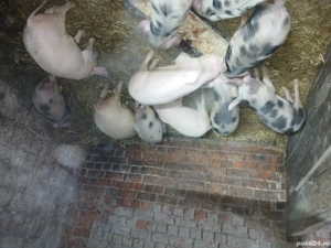 vand purceii Mănăștiur - imagine 2