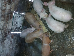 vand purceii Mănăștiur - imagine 3