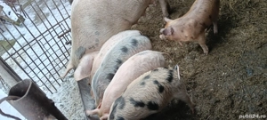 vand porci si purcei - imagine 3