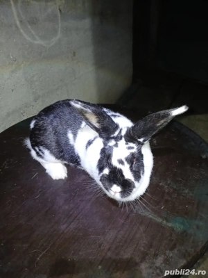 vând iepuri  - imagine 2