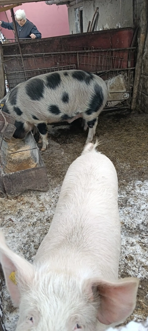 vand porci si purcei - imagine 4