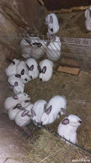 vând iepuri  - imagine 3