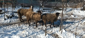 Mielute Lacaune-carabas  - imagine 2