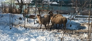 Mielute Lacaune-carabas 