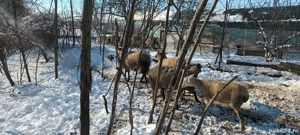 Mielute Lacaune-carabas  - imagine 3