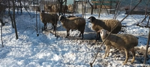 Mielute Lacaune-carabas  - imagine 4