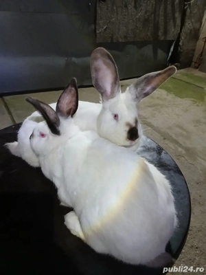 vând iepuri  - imagine 5