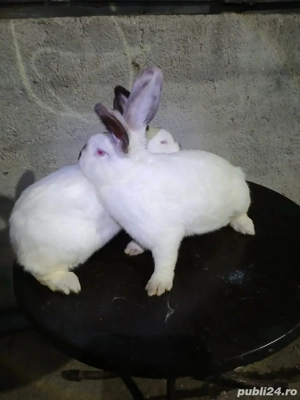 vând iepuri  - imagine 4