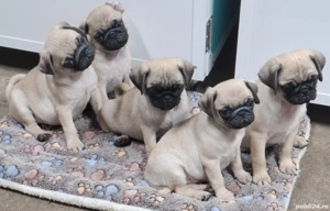 MOPS  Pug Transport  Gratuit in toata ROMANIA - imagine 2