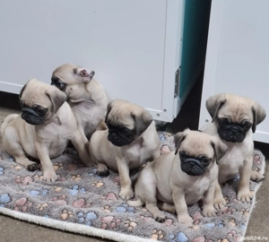 MOPS  Pug Transport  Gratuit in toata ROMANIA - imagine 4