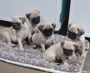 MOPS  Pug Transport  Gratuit in toata ROMANIA - imagine 3