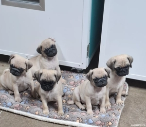 MOPS  Pug Transport  Gratuit in toata ROMANIA - imagine 5