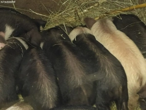 purceii de vânzare  - imagine 3