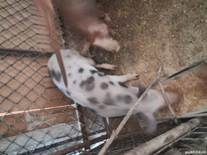 Vind purcea de 6 luni pt.reproductie pret 900 llei - imagine 3