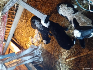 Miei din doi disponibili