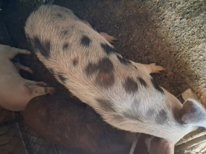 Vind purcea de 6 luni pt.reproductie pret 900 llei - imagine 2