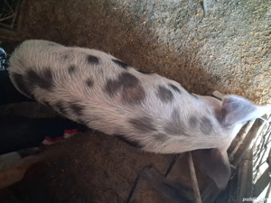 Vind purcea de 6 luni pt.reproductie pret 900 llei - imagine 4