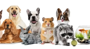 INGRIJIRE animale de companie la domiciliu sau la mine acasa  - imagine 2