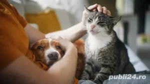 INGRIJIRE animale de companie la domiciliu sau la mine acasa 