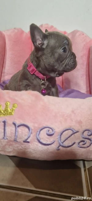 Bulldog francez Blue - imagine 3