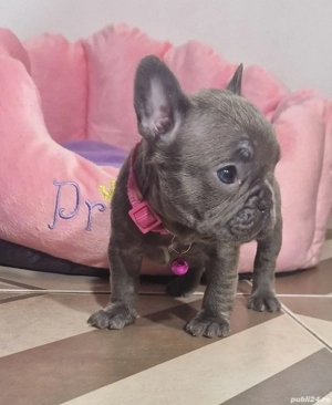 Bulldog francez Blue - imagine 2