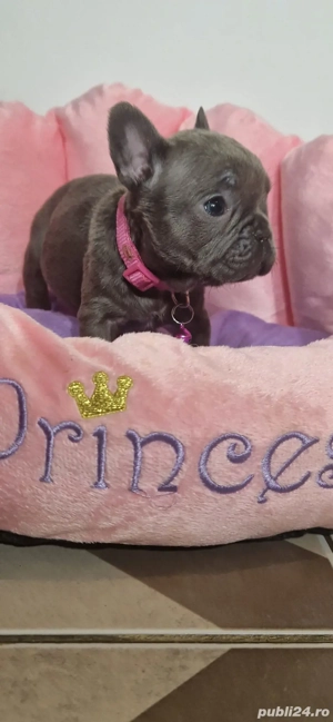 Bulldog francez Blue - imagine 5