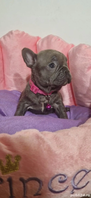 Bulldog francez Blue - imagine 4