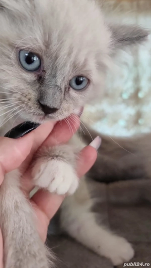 fetiță frumoasă ragdoll disponibila 