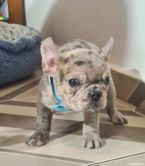 Bulldog Francez Merle - imagine 3