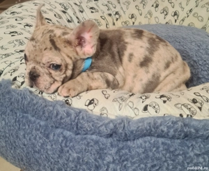 Bulldog Francez Merle - imagine 5