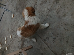 de vînzare - imagine 5