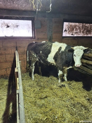 vând două vițele bălțate 