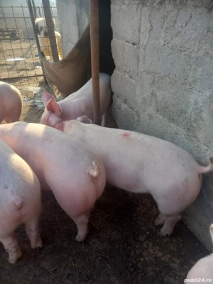 Vand grasuni de rasa - imagine 2