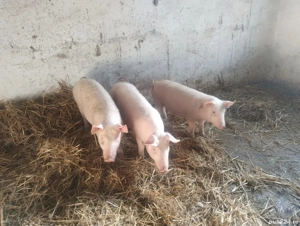 vand 3 grasuni rasa de carne - imagine 3