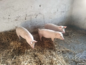 vand 3 grasuni rasa de carne - imagine 4