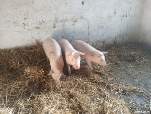 vand 3 grasuni rasa de carne - imagine 2