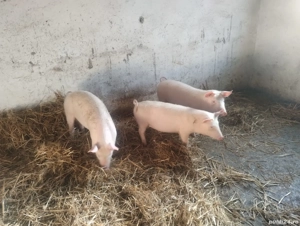 vand 3 grasuni rasa de carne