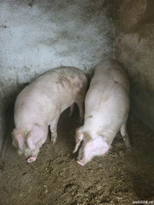 Vând 2 porci....  - imagine 2