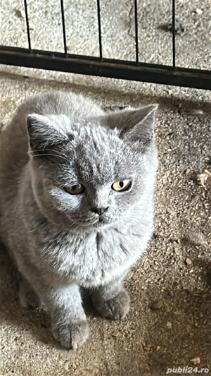 British shorthair blue