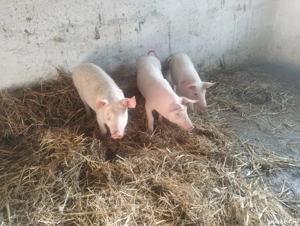 vand 3 grasuni rasa de carne - imagine 5