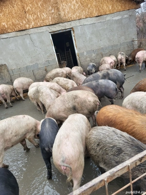 Vând soldani....  - imagine 2