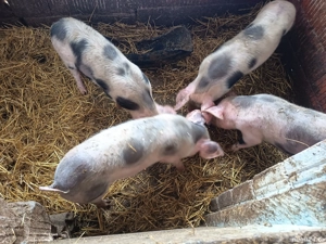 purceii rasă petrean  - imagine 3