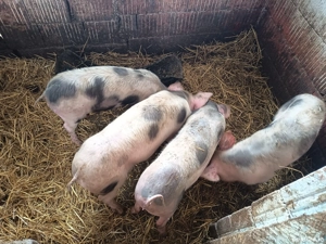 purceii rasă petrean 35 40 kg