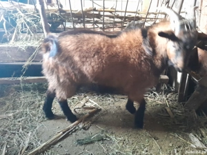 Țap tânăr de vanzare - imagine 2