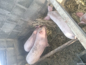 purcei de vânzare  - imagine 4